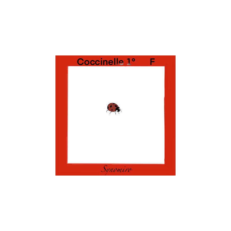 coccinelle