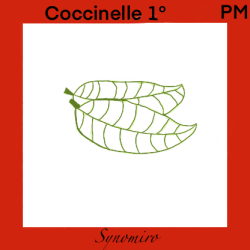 coccinelle