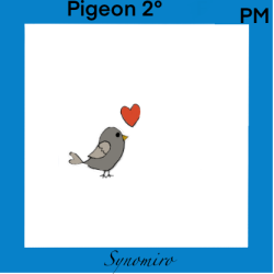 amour de pigeon